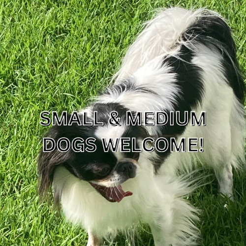 Small & medium dogs welcome
